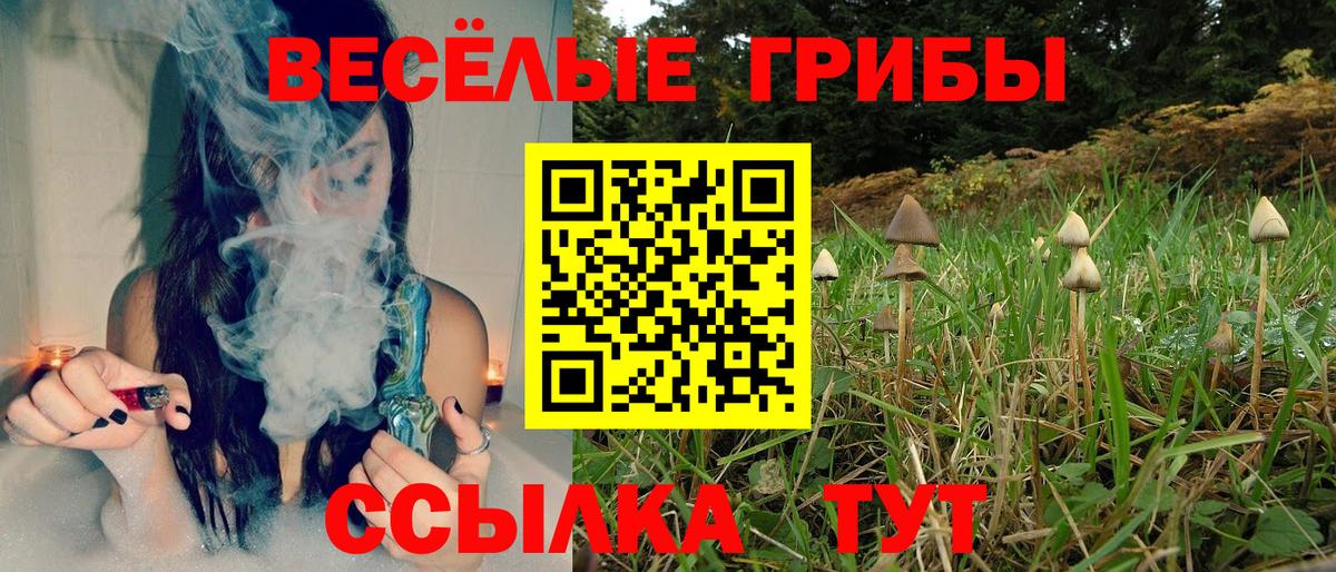 Псилоцибиновые грибы Cubensis Полевской